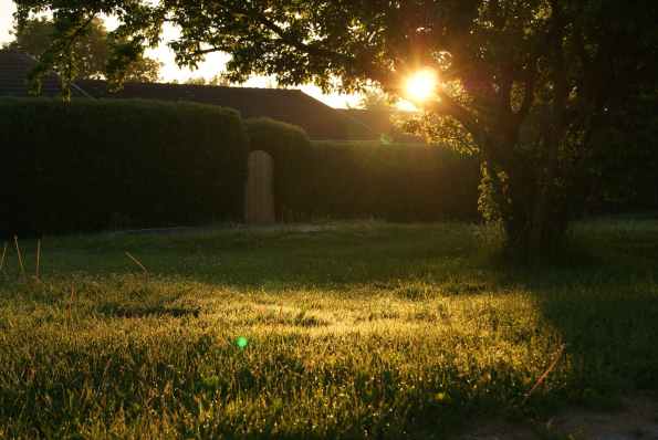 garden sunset sunrise lens flare